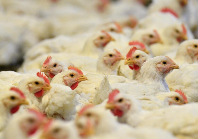 Brazil confirms first case of "highly pathogenic" avian influenza on commercial farm | De Último Minuto English