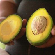 "Cambita's Green Gold"; designation of origin to be used to promote avocado | De Último Minuto English