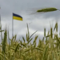 Spanish farmers ask the Government to limit the import of Ukrainian grain | De Último Minuto English