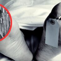 Woman dies stabbed by her partner in Los Guaricanos; attacker is detained | De Último Minuto English