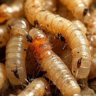 Mexico confirms six cases of myiasis due to screwworm in humans | De Último Minuto English