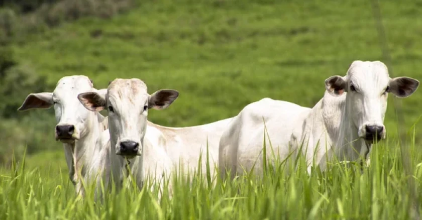 Brazil is declared free of foot-and-mouth disease without vaccination | De Último Minuto English