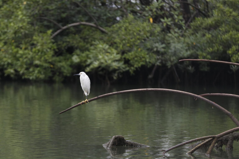 60% of marine ecosystems in Latin America are at serious risk, according to a report | De Último Minuto English