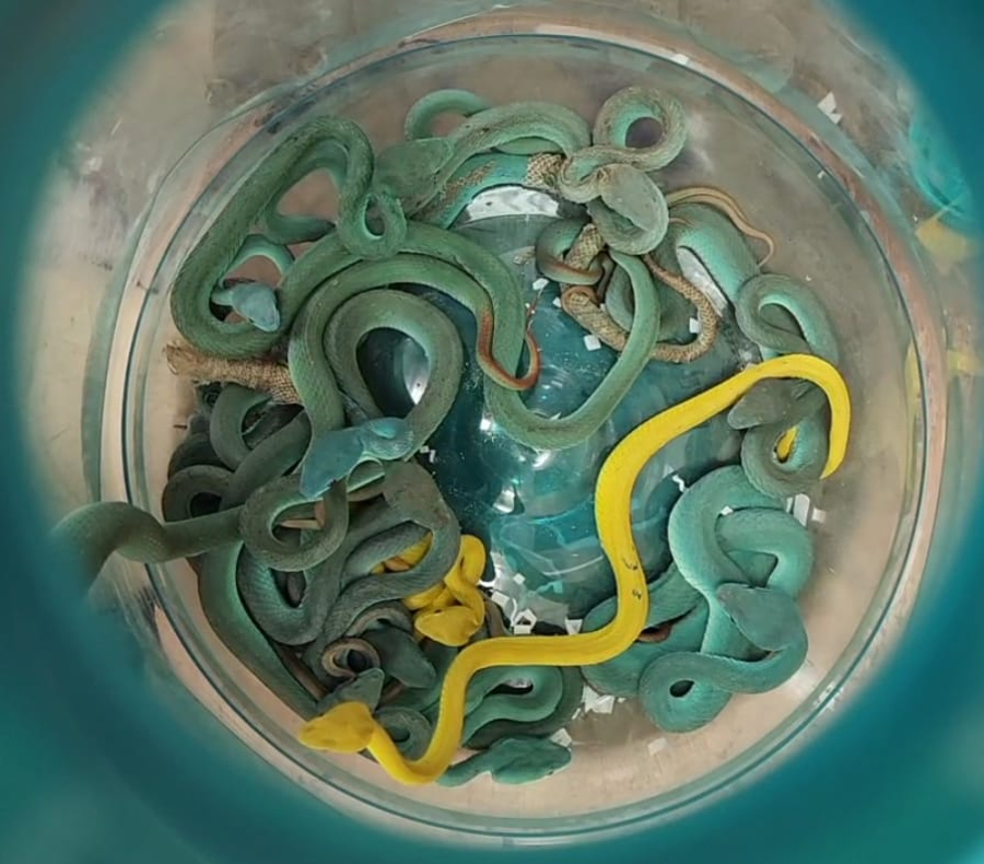 Passenger who flew from Thailand with a suitcase full of snakes detained in India | De Último Minuto English