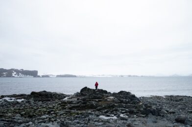 Noise pollution can cause stress and discomfort to animals in Antarctica | De Último Minuto English