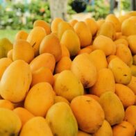 Baní is officially declared "Mango Capital" by Congress | De Último Minuto English