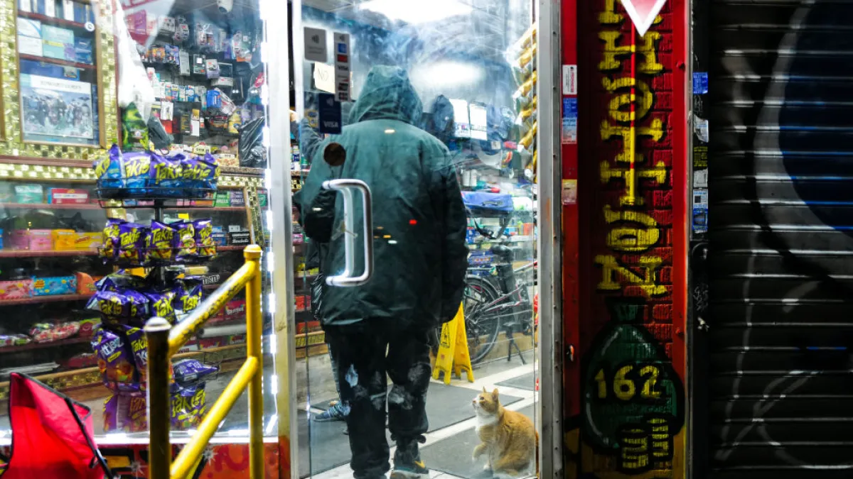 Bodega cats could be officially recognized in New York with new bill | De Último Minuto English