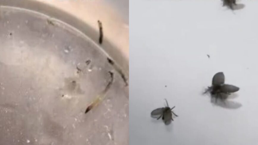 Girl vomits live worms for a month and turns out to be a medical riddle | De Último Minuto English