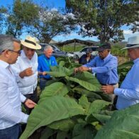 Tobacco is positioned as the second most exported product of the country | De Último Minuto English