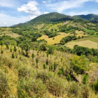 In the last 10 years, DR has lost between 200 and 300 thousand hectares of forest. | De Último Minuto English