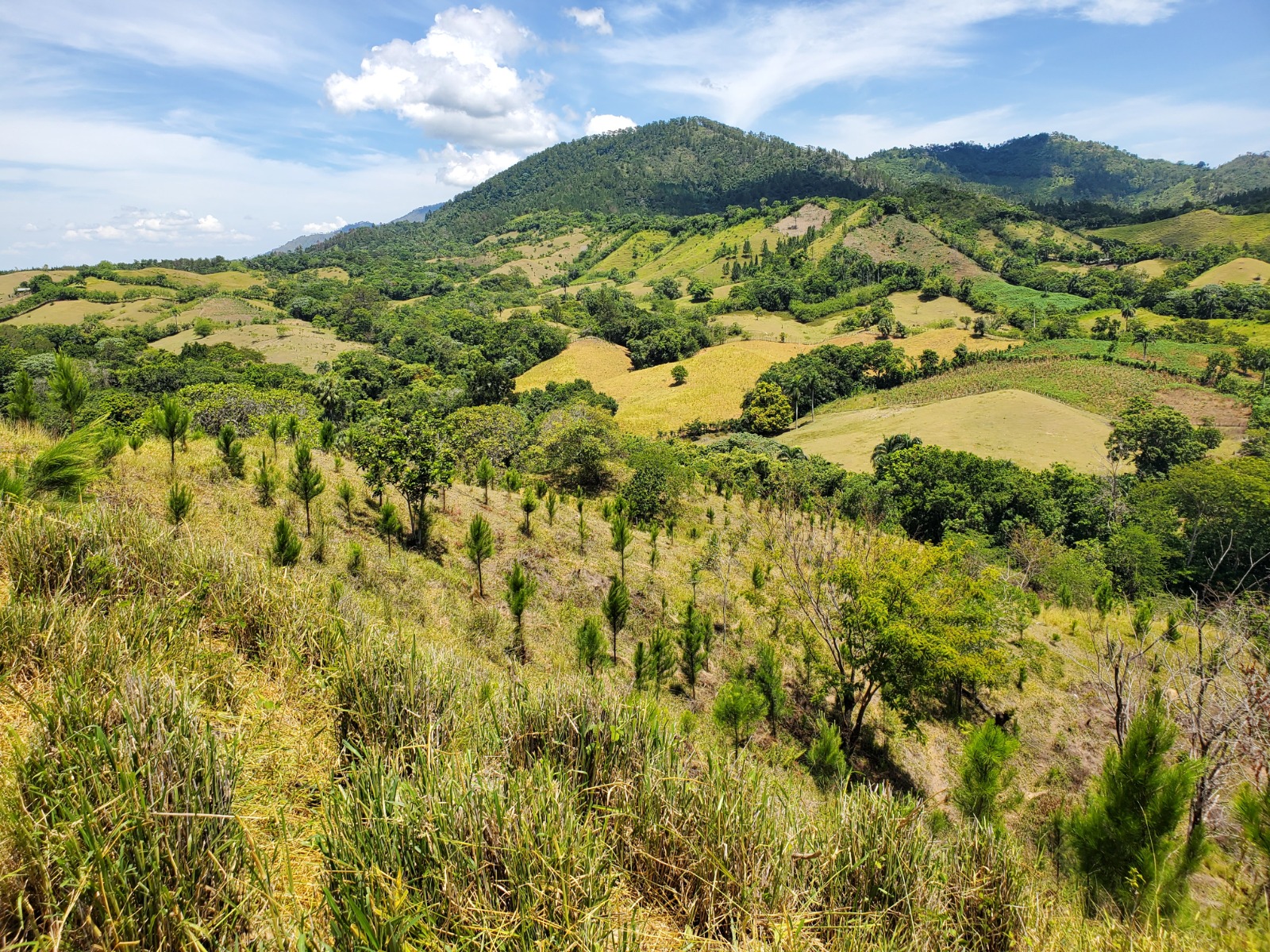 In the last 10 years, DR has lost between 200 and 300 thousand hectares of forest. | De Último Minuto English