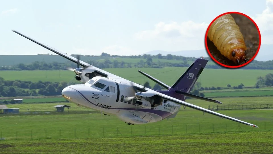 Three people die in a small plane crash that was combating the screwworm in Mexico | De Último Minuto English