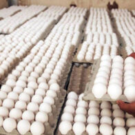 RD positions itself as a regional benchmark in egg production and export | De Último Minuto English