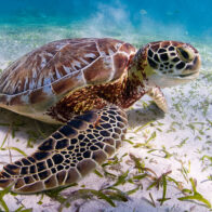 June 16: World Sea Turtle Day | De Último Minuto English