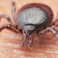 Authorities issue alert for tick surge in New York | De Último Minuto English