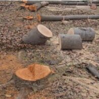 A crime at the Olympic Center: Foundation denounces massive felling of trees | De Último Minuto English