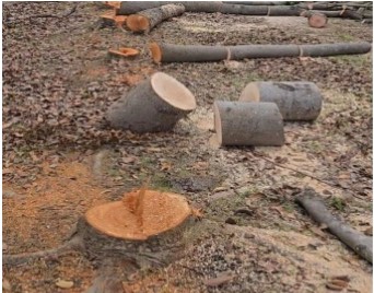 A crime at the Olympic Center: Foundation denounces massive felling of trees | De Último Minuto English