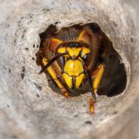 A nest of 'radioactive wasps' found at a former nuclear facility in the U.S. | De Último Minuto English