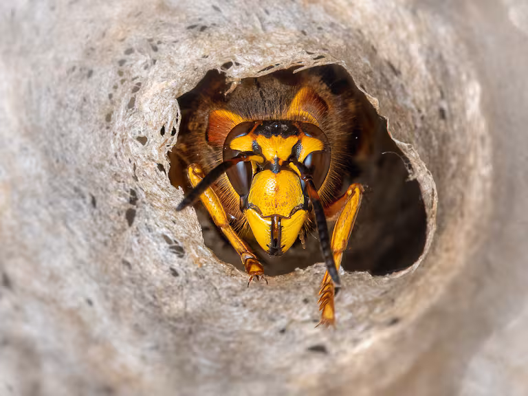 A nest of 'radioactive wasps' found at a former nuclear facility in the U.S. | De Último Minuto English