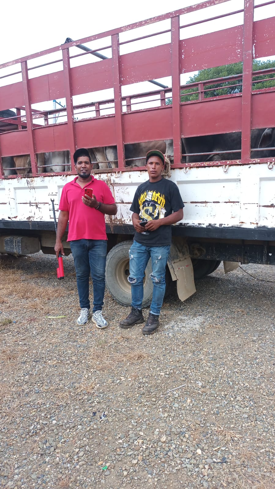 Authorities seize in Dajabón a truck with 22 cattle that did not comply with sanitation regulations | De Último Minuto English