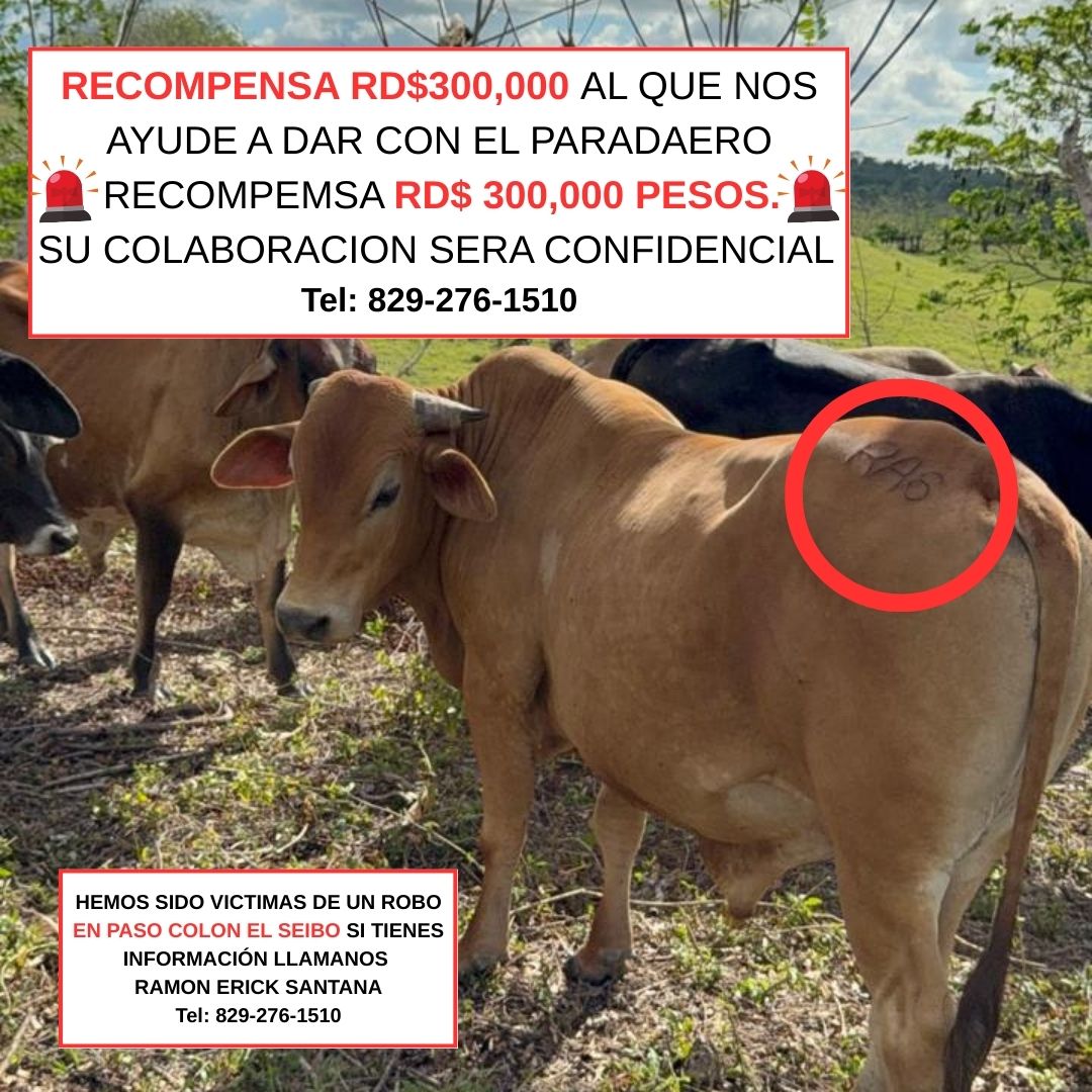 Report theft of 30 bulls valued at over 3 million pesos in El Seibo; offer a reward of RD$300,000 | De Último Minuto English