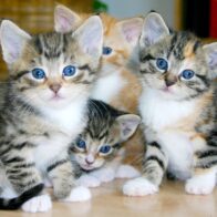 August 8: International Cat Day, a celebration for our feline companions | De Último Minuto English