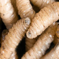 The screwworm plague stalks humans | De Último Minuto English