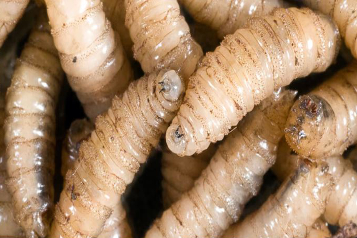 The screwworm plague stalks humans | De Último Minuto English
