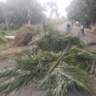 Strong winds knock down trees and affect the electrical grid on the Peralta, Azua highway | De Último Minuto English
