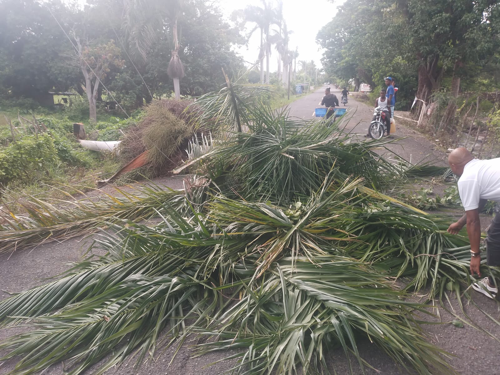 Strong winds knock down trees and affect the electrical grid on the Peralta, Azua highway | De Último Minuto English