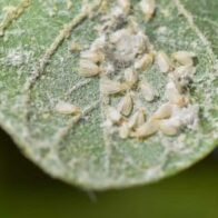 Agriculture announces ban on host crops of whitefly in San Juan | De Último Minuto English