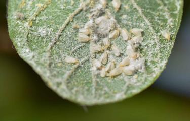 Agriculture announces ban on host crops of whitefly in San Juan | De Último Minuto English