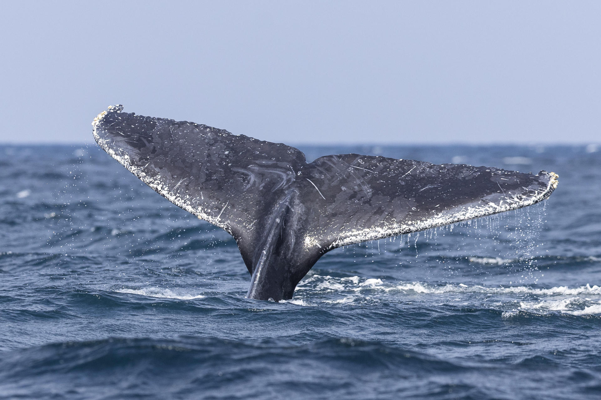 250,000 signatures presented for the EU to reduce ship speed and protect whales | De Último Minuto English