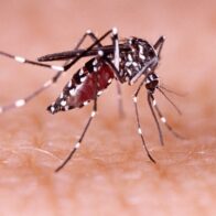 Ministry of Health reports three cases of dengue this epidemiological week | De Último Minuto English