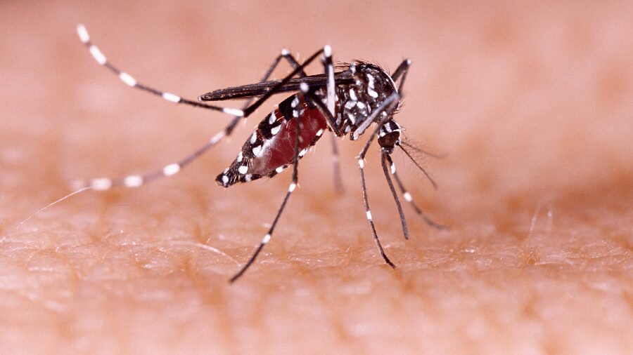 Ministry of Health reports three cases of dengue this epidemiological week | De Último Minuto English