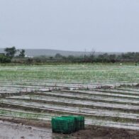 Agriculture reports damage and isolated communities due to storm Melissa | De Último Minuto English