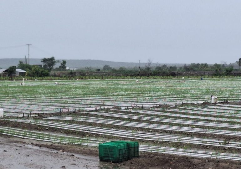 Agriculture reports damage and isolated communities due to storm Melissa | De Último Minuto English