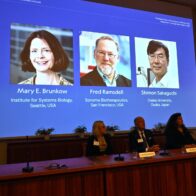 What is the peripheral immunological tolerance that has justified the Nobel Prize today? | De Último Minuto English
