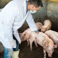 International organization calls on Caribbean countries to work together against swine fever | De Último Minuto English