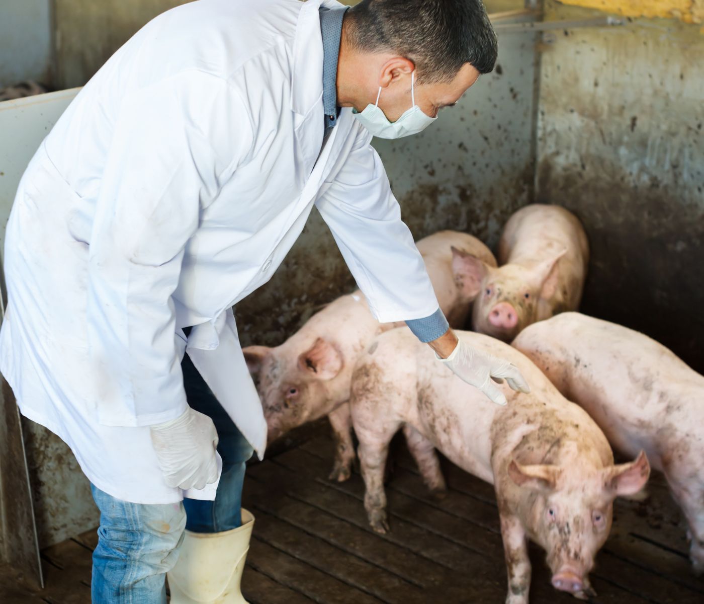 International organization calls on Caribbean countries to work together against swine fever | De Último Minuto English