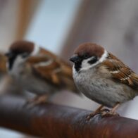 First-ever detection in humans of a disease documented only in birds | De Último Minuto English