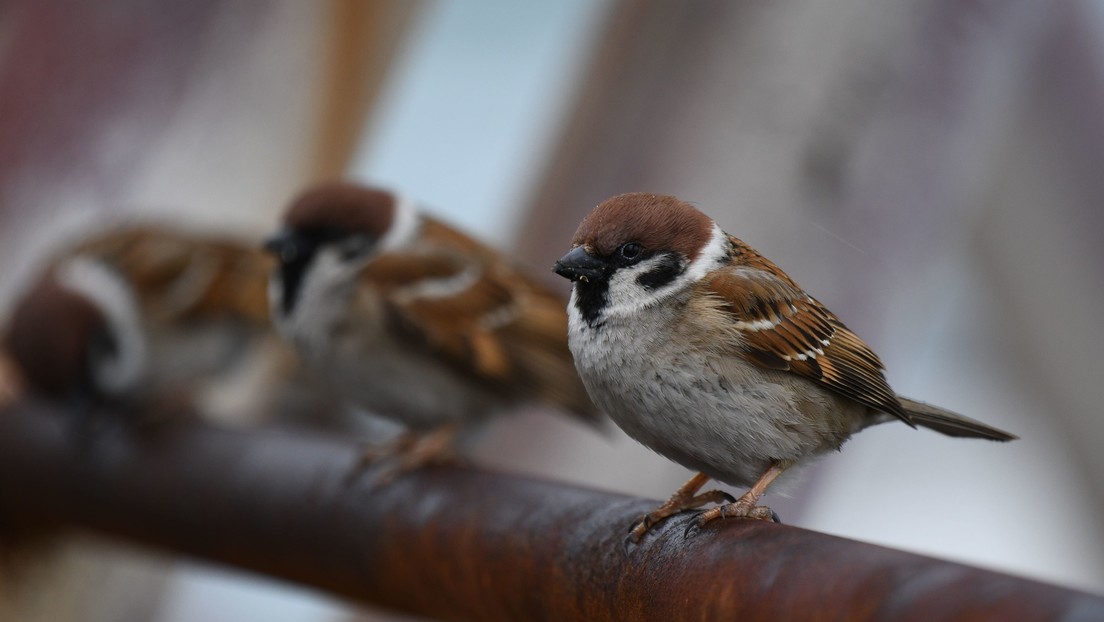 First-ever detection in humans of a disease documented only in birds | De Último Minuto English