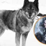 “Togo”: The real story of the Alaskan hero dog that inspired a movie | De Último Minuto English