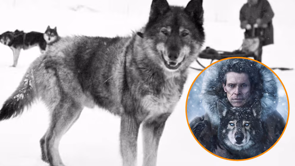 “Togo”: The real story of the Alaskan hero dog that inspired a movie | De Último Minuto English