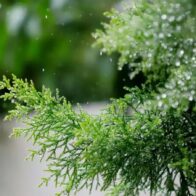 Indomet forecasts rain in several provinces during Christmas Eve | De Último Minuto English