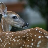Reports of alleged deer presence in residential area of the Panamerican Villa, in SDE | De Último Minuto English