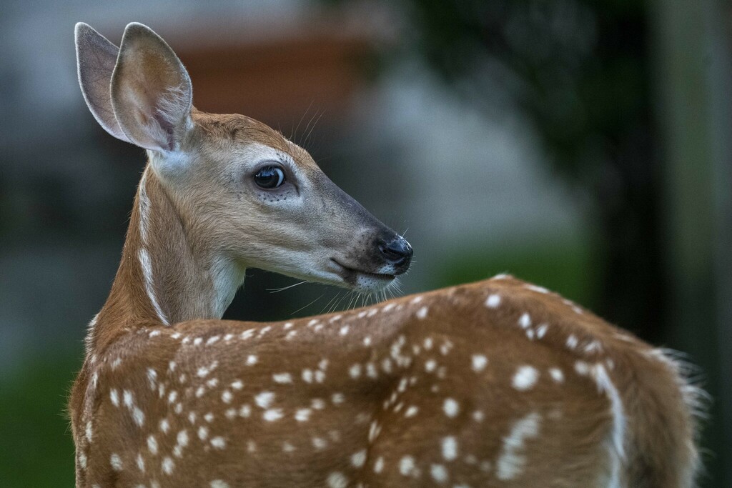 Reports of alleged deer presence in residential area of the Panamerican Villa, in SDE | De Último Minuto English
