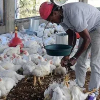 Poultry farmers claim there is sufficient production to meet demand for Christmas and New Year | De Último Minuto English