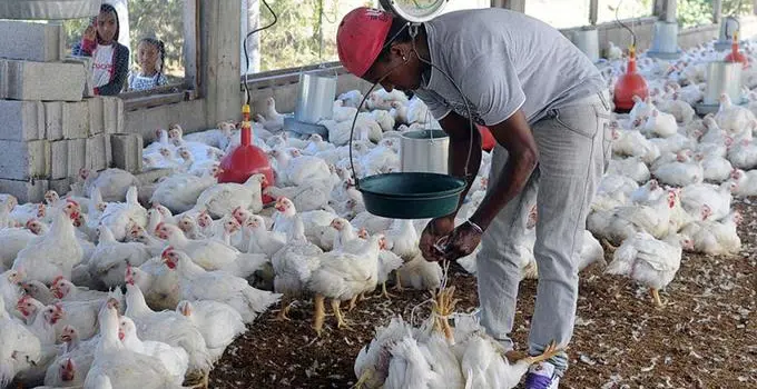 Poultry farmers claim there is sufficient production to meet demand for Christmas and New Year | De Último Minuto English