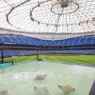 Rays regresan al Tropicana Field tras 561 días de ausencia | De Último Minuto English